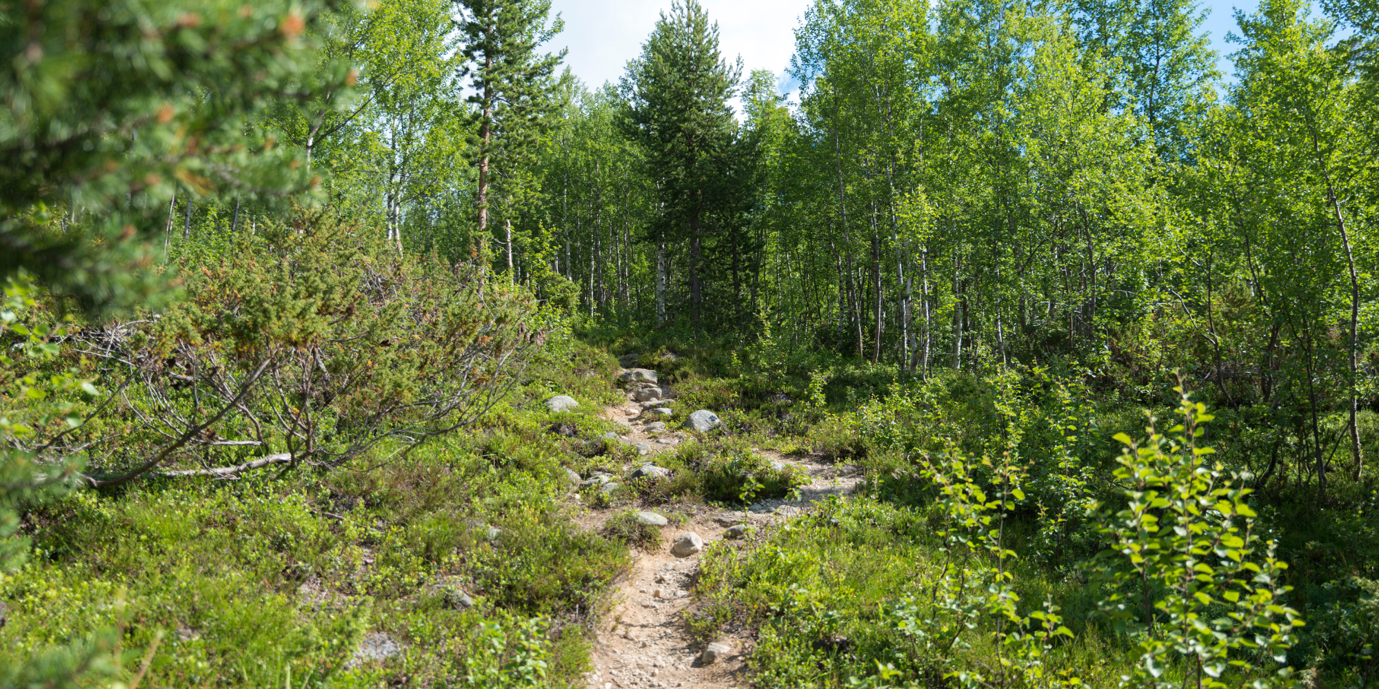 Innføring i skogbruk