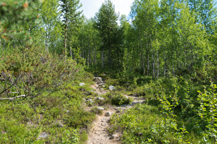 Innføring i skogbruk