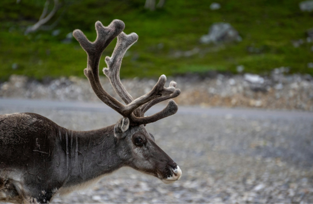 Arktiske dager Norsk takst